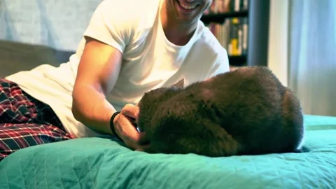 Handsome Young Man Cuddling his Gray Cat Pet Stock Footage 225245280
