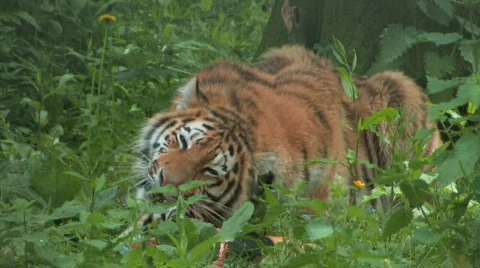 Handsome young Siberian Tiger Eats his Prey Stock Footage 619453