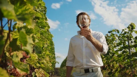Handsome young vintner estimating wine texture and color tasting pinot noir at Stock Footage 116989222