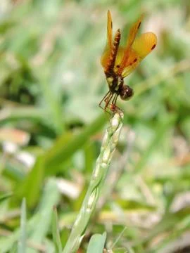 Handstand Stock Photos