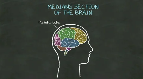 Handwriting Human  'Medians Section of the brain' at chalkboard. 스톡 동영상 68662242