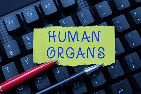 Handwriting text Human Organs. Concept meaning The internal genital structures Stock Photos