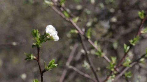 Handwritten green word spring pops up near isolated flower Stock Footage 129295764