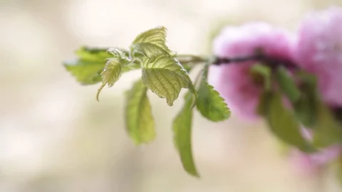 Handwritten word spring appears against blurred sakura tree Stock Footage 129295913