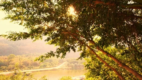 Handy shot sun shining at tree with landscape view Stock Footage 101018427