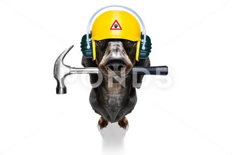 Handyman hammer dog with helmet Stock Photos