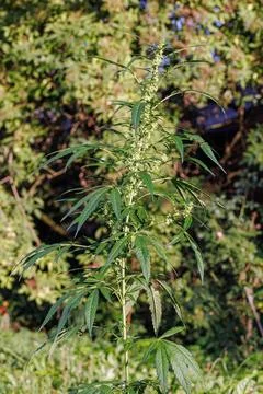 Hanf (Cannabis sativa), bluehende, maennliche Pflanze Indian hemp, marijua... Stock Photos