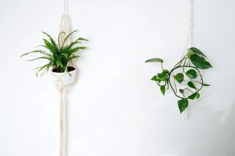 The hang pots of macrame with flowers Stock Photos