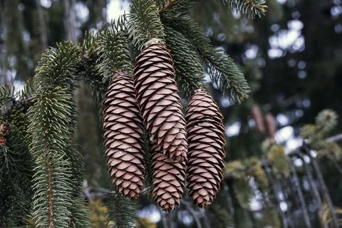 Hang time Stock Photos