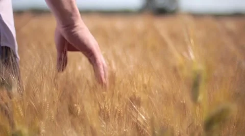 Hang touching wheatfields 스톡 동영상 7769200