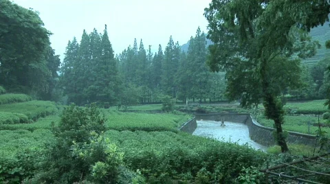 Hang Zhou Tea Fields and Tea House 1 Stock Footage 329557