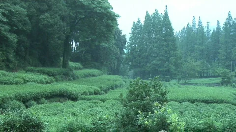 Hang Zhou Tea Fields and Tea House 3 Stock Footage 329563