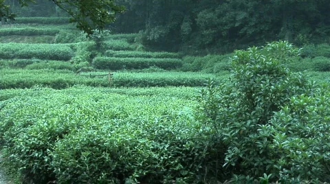 Hang Zhou Tea Fields and Tea House 4 Stock Footage 329565