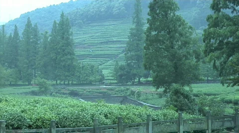 Hang Zhou Tea Fields and Tea House 6 Stock Footage 329568