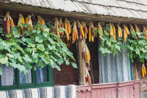 Hanged Corn Stock Photos