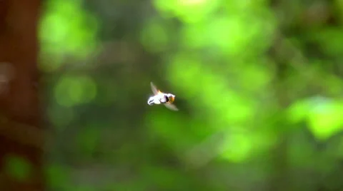 Hanged fly Видео 39844829