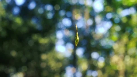 Hanged Leaf Turning Stock Footage 162317210