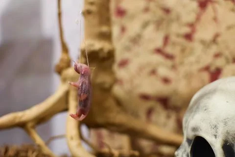 Hanged mouse. A dead mouse hangs on a rope in the terrarium. eating for a dom Stock Photos