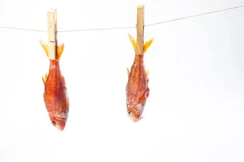 Hanged mullet Stock Photos