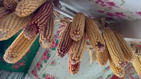Hanged Sheaf of Corn Under House Roof, Bottom View 動画素材 313165062