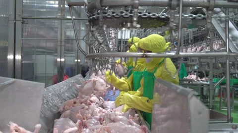 Hangging chicken Stock Footage 246775458