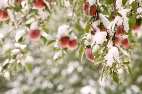 Hanging Apples Dusted in Fresh Snow Stock Photos