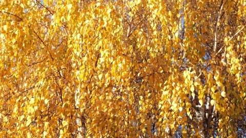 Hanging autumn birch tree branches with focus switch Stock Footage 278405552