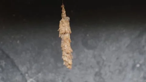 Hanging Bagworm Case of a Moth Larva (Psychidae) Covered with Twigs and Debris Stock Footage 321125202
