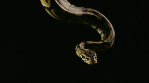 Hanging ball python 스톡 동영상 88638944