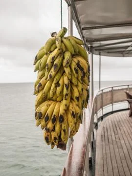 Hanging Bananas Stock Photos