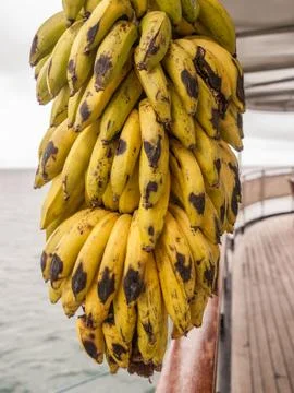 Hanging Bananas Stock Photos