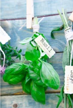 Hanging basil Stock Photos