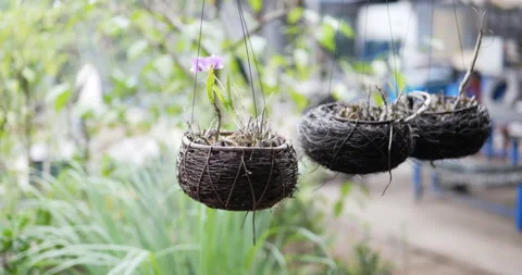 Hanging basket of flowers . Stock Footage 183846019