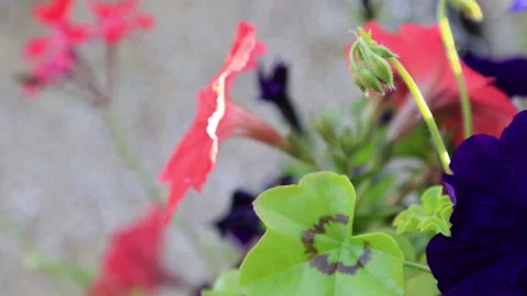 Hanging Basket 스톡 동영상 157647221
