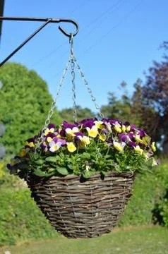 Hanging Basket Stock Photos