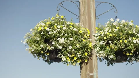 Hanging Baskets Video stock 292853961