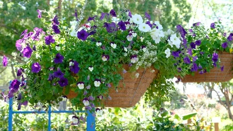 Hanging baskets in the garden Video stock 106104539