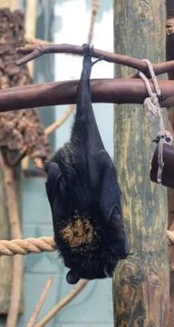Hanging Bat Stock Photos