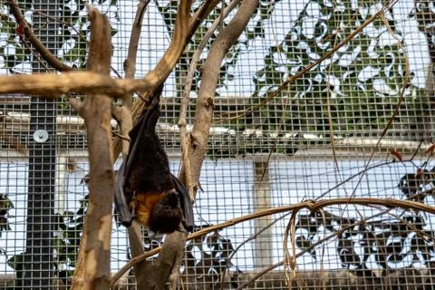 Hanging bat sleeping close up Stock Photos