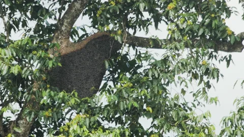 Hanging Bee Hive in Tree Stock Footage 195274699