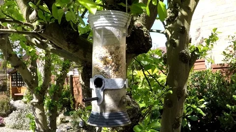 Hanging bird feeder Stock Footage 77887141