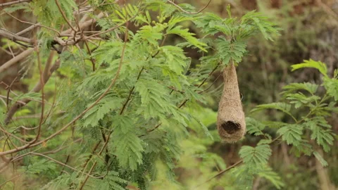 Hanging Bird Nest In A small Tree branch Stock Footage 157169872