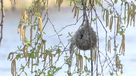 Hanging Bird Nest in a Willow Tree Stock Footage 49716062