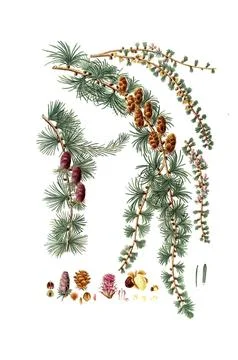 Hanging Black Silk Pine, Pinus pendula, Black larch, tree, digitally enhanced Stock Illustration