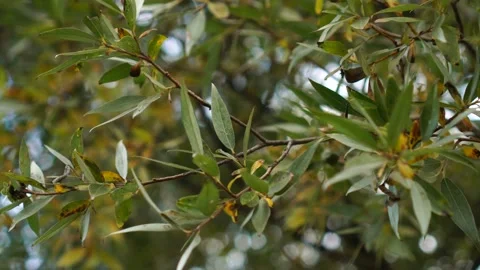 Hanging branch tree with blurred background bokeh behind the leaf foliage Stock Footage 161868358