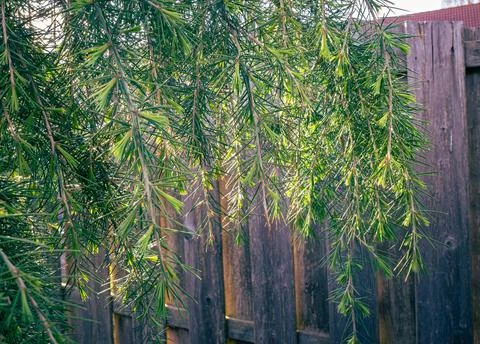 Hanging branches of a cedar tree Stock Photos