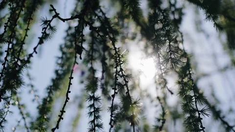 Hanging branches of a coniferous tree illuminate the beautiful rays of the sun Stock Footage 204959984