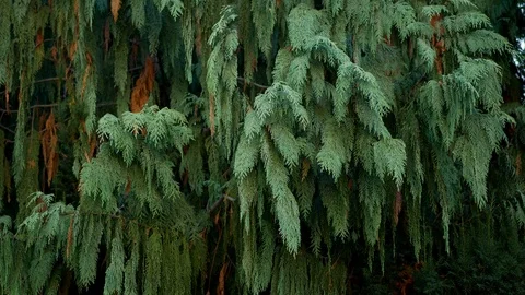 Hanging branches of Kashmir Cypress tree Stock Footage 94145494