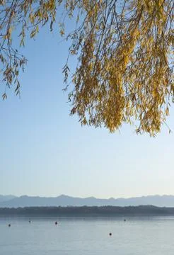 Hanging branches Stock Photos