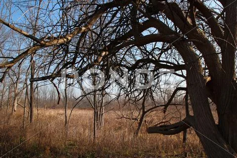 Hanging Branches Stock Photos